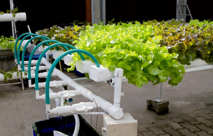 Bien gérer sa serre